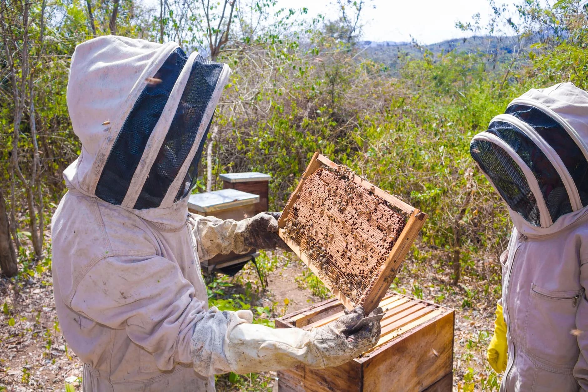 Two beekeepers in protective gear examining hive frames in a sunny outdoor apiary. · Фото: Francisco Angulo Blanco / Pexels